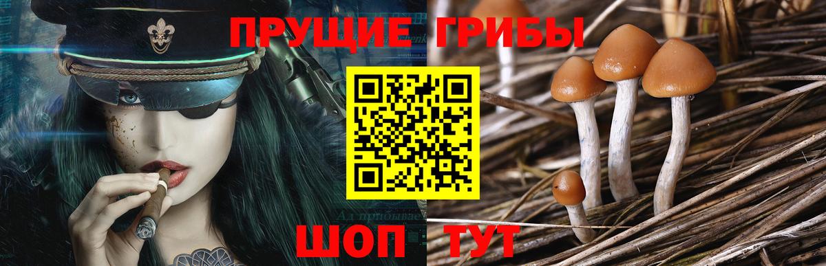 Псилоцибиновые грибы GOLDEN TEACHER Серпухов